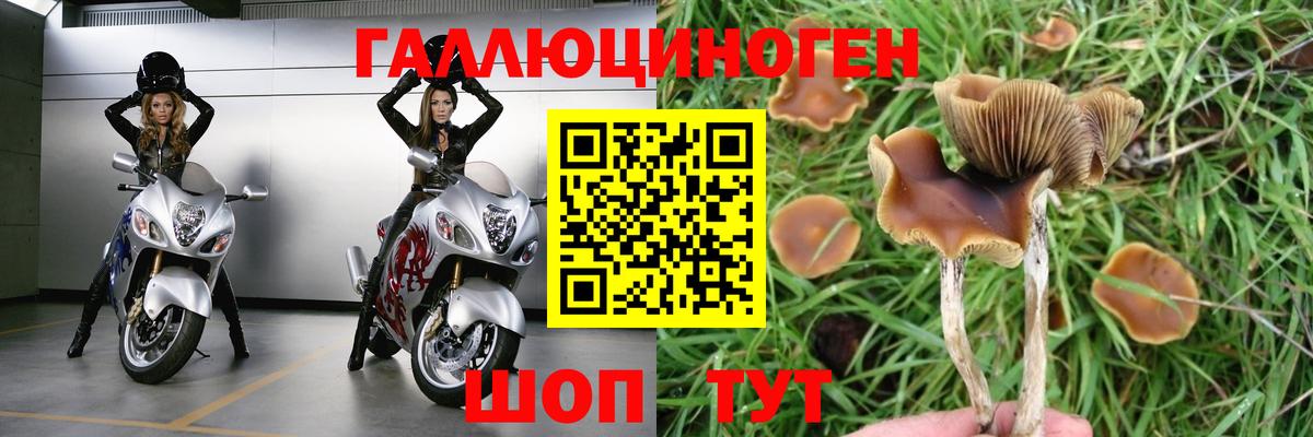 Псилоцибиновые грибы GOLDEN TEACHER Калуга